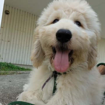 ゴールデンドゥードル【神奈川県・男の子・2023年6月8日・クリーム】の写真「11頭兄妹の三男くん♂」