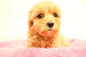 マルプー(母マルチーズ×父トイプードル)【神奈川県・男の子・2015年5月22日・アプリコット】の写真「可愛い過ぎます（笑）」