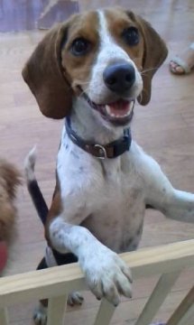 ビーグル【神奈川県・男の子・2019年6月6日・ブラックタン&ホワイト】の写真「人なつっこく、甘えん坊でマイペースな子です。」