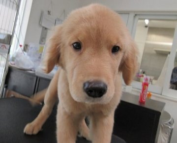 ゴールデンレトリバー【神奈川県・女の子・2018年4月10日・ゴールド】の写真「かわいい女の子です」