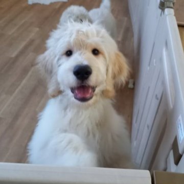 ゴールデンドゥードル【神奈川県・男の子・2023年6月8日・クリーム】の写真「11頭兄妹の長男くん♂」