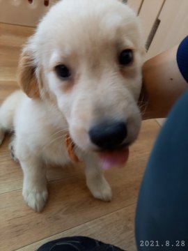 ゴールデンレトリバー【神奈川県・女の子・2021年6月22日・ゴールド】の写真「甘えん坊な女の子です！」