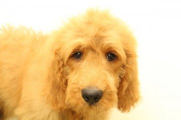 ゴールデンドゥードル【神奈川県・男の子・2015年7月24日・レッド】の写真「元気な男の子です！」