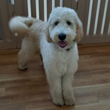 ゴールデンドゥードル【神奈川県・男の子・2022年6月1日・クリーム】の写真「マイペースなやんちゃくん」