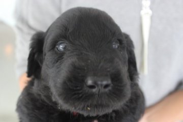 ゴールデンドゥードル【神奈川県・男の子・2014年8月15日・ブラウン～ブラック】の写真「可愛い過ぎます（笑）」