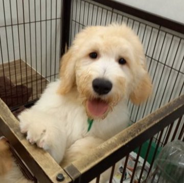 ゴールデンドゥードル【神奈川県・男の子・2023年3月10日・クリーム】の写真「8頭兄妹の長男くん♂」