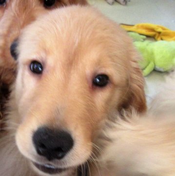 ゴールデンレトリバー【神奈川県・女の子・2018年7月9日・ゴールド】の写真「人懐っこい女の子です。」
