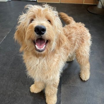 ゴールデンドゥードル(ゴールデンレトリバー×プードル)【神奈川県・男の子・2023年10月7日・アプリコット】の写真「5頭兄妹の三男くん♂」