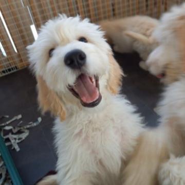 ゴールデンドゥードル【神奈川県・男の子・2022年6月1日・クリーム】の写真「小ぶりな男の子です」