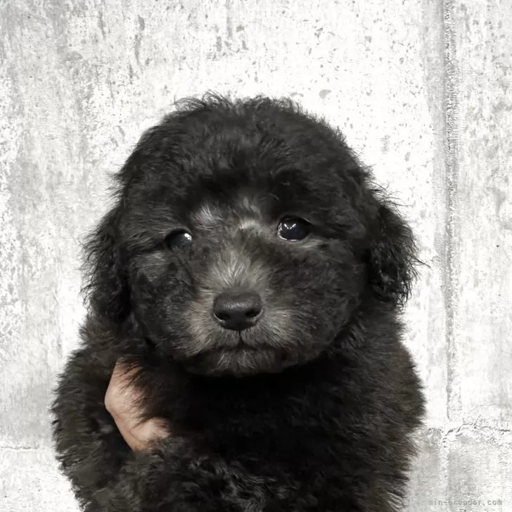 ID：2508-05295の子犬