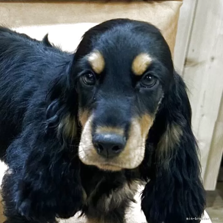 イングリッシュコッカースパニエル【千葉県・女の子・2025年7月15日・ブラックタン】の写真1