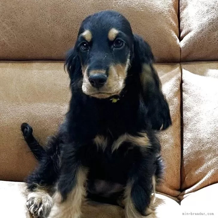 イングリッシュコッカースパニエル【千葉県・女の子・2025年7月15日・ブラックタン】の写真1