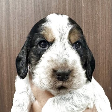 イングリッシュコッカースパニエル【千葉県・女の子・2025年9月10日・ブルーローンタン】の写真「優血統　すくすくと成長中です。」
