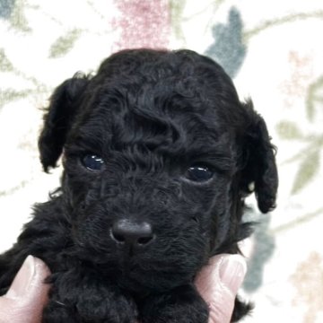 トイプードル(タイニー)【千葉県・女の子・2025年10月29日・ブラック】の写真「優良血統の仔！！とても可愛い！！」