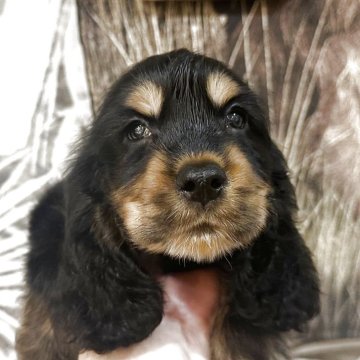 イングリッシュコッカースパニエル【千葉県・男の子・2025年4月12日・ブラックタン】の写真「とても可愛いです。」