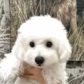 ビションフリーゼ