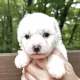 ビションフリーゼ