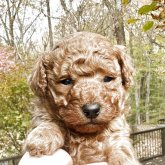 トイプードル(トイ)