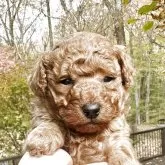 トイプードル(トイ)