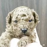 トイプードル(トイ)