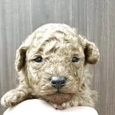 トイプードル(トイ)