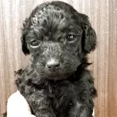 タイニープードル