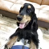 イングリッシュコッカースパニエル【千葉県・男の子・2025年4月12日・ブラックタン】の写真2