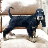 イングリッシュコッカースパニエル【千葉県・女の子・2025年7月15日・ブラックタン】の写真3