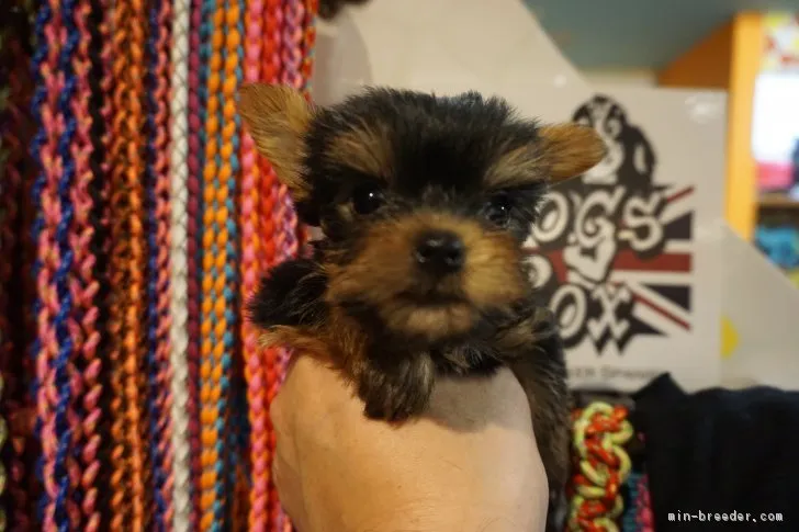 茶々丸ママ 様のお迎えした子犬