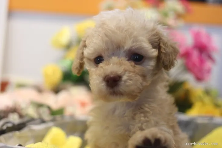 ID:1804-01502の子犬