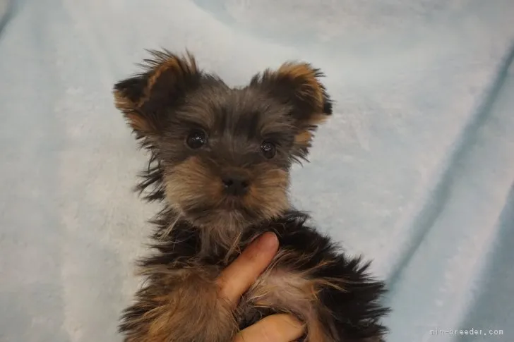 sakurako 様のお迎えした子犬