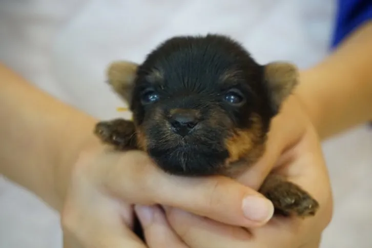 Love Prince 様のお迎えした子犬
