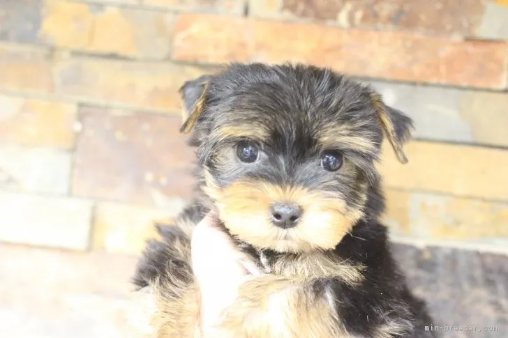 ID:1812-01235の子犬