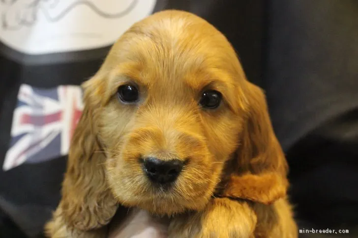 ID:2003-03152の子犬