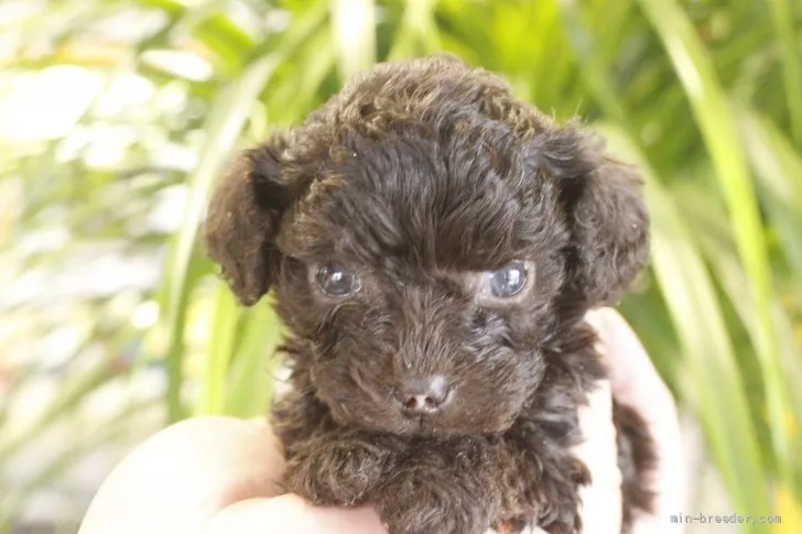 とら美 様のお迎えした子犬