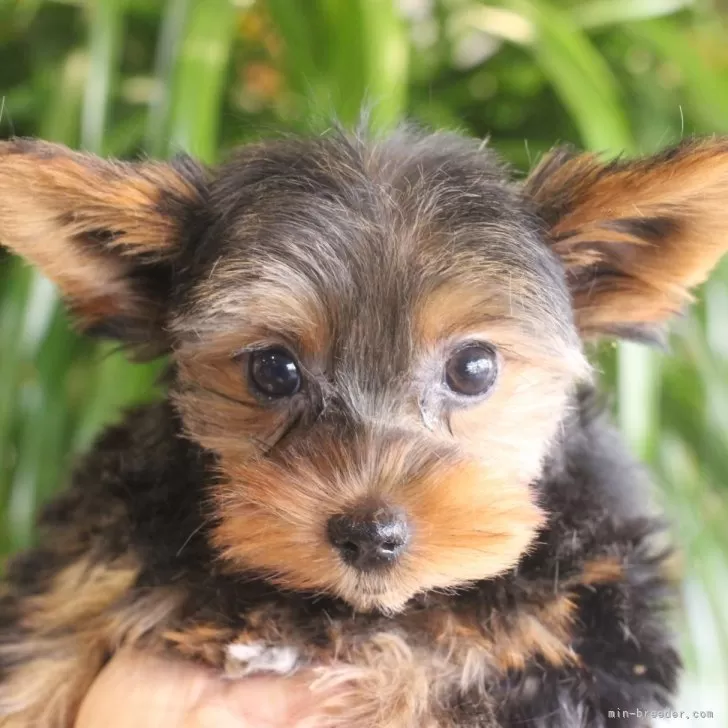 ID:2311-06395の子犬