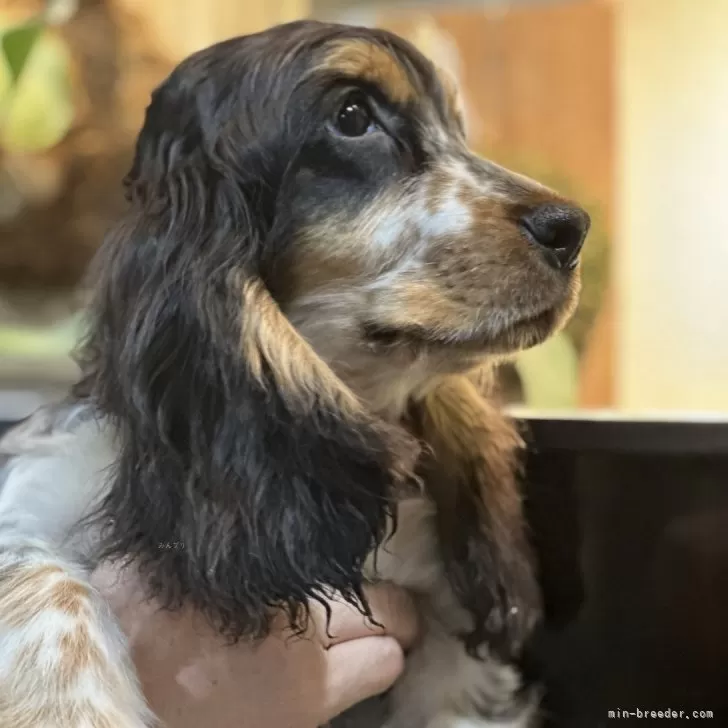 T.M 様のお迎えした子犬