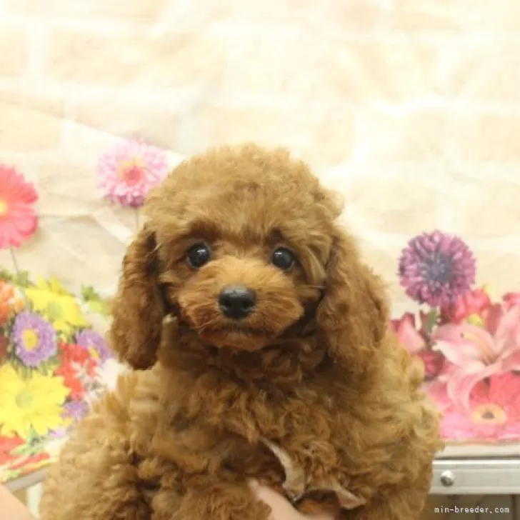 ID:2208-05355の子犬
