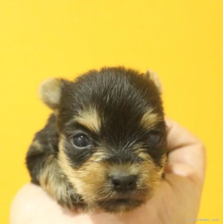 ID:2211-03266の子犬