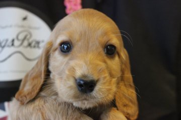 イングリッシュコッカースパニエル【千葉県・男の子・2020年3月14日・レッド】の写真「丈夫そうな骨太ワンコ！」