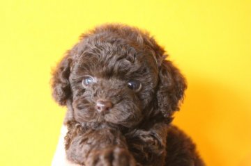 トイプードル(タイニー)【千葉県・女の子・2019年5月17日・ブラウン】の写真「父母は良血統でとても可愛いです。」