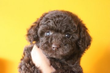 トイプードル(タイニー)【千葉県・男の子・2019年5月17日・ブラウン】の写真「父母は良血統でとても可愛いです。」