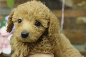 トイプードル(トイ)【千葉県・女の子・2019年4月21日・アプリコット】の写真「可愛いＢＡＢＹ　ハイハイ。」