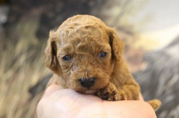 トイプードル(トイ)【千葉県・女の子・2020年5月5日・レッド】の写真「優良血統の仔ですよ。」