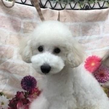 トイプードル(トイ)【千葉県・男の子・2022年6月5日・ホワイト】の写真「JKCチャンピオンの仔犬です。」