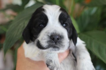 イングリッシュコッカースパニエル【千葉県・男の子・2019年6月16日・ブルーローン】の写真「父親JKCチャンピオンです。」