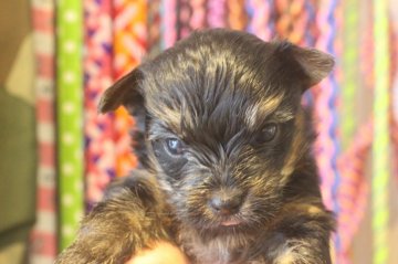 ヨークシャーテリア【千葉県・男の子・2020年5月3日・スチールブルー&タン】の写真「父親JKCチャンピオンです！！」