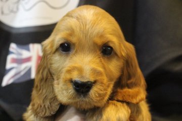 イングリッシュコッカースパニエル【千葉県・男の子・2020年3月14日・レッド】の写真「丈夫そうな骨太ワンコ！」