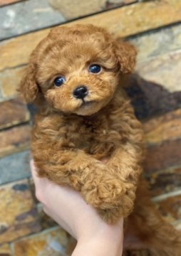 トイプードル(トイ)【千葉県・女の子・2021年7月27日・レッド】の写真「父親AMチャンピオンです。」