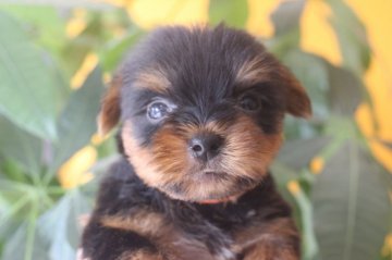 ヨークシャーテリア【千葉県・男の子・2020年5月3日・スチールブルー&タン】の写真「父親JKCチャンピオンです！！」